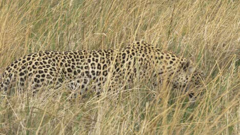 Gato-Grande,-Leopardo-Acechando-En-Hierba-Alta,-Yendo-A-Cazar-Y-Matar-A-Una-Presa