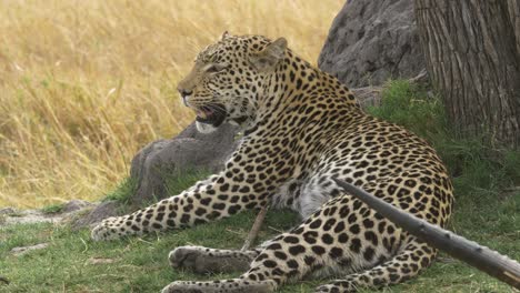 Tired-Leopard-painting-on-the-ground-next-to-a-dead-waterbuck,-horn-in-the-frame