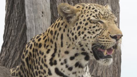 Panting-leopard-looking-around-for-prey,-close-up-shot
