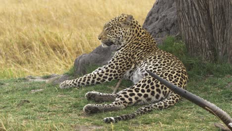 Predator-leopard-resting-next-to-its-prey-waterbuck,-winning-the-survival-race