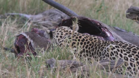 Leopardo-Desgarrando-A-Su-Presa-Un-Antílope-Muerto-Hierba-Alta-En-La-Sabana