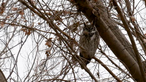 Great-horned-owl-perched-on-a-tree-in-winter---close-static-shot