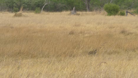 Pan-right-shot-as-a-leopard-walking-away-in-high-grass,-savanna-moment
