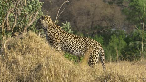 Alert-Leopard-Auf-Füßen-Als-Blick-Zurück-In-Die-Savanne