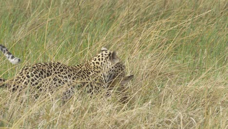 Successful-hunt-for-leopard,-lechwe-baby-prey-in-high-grass