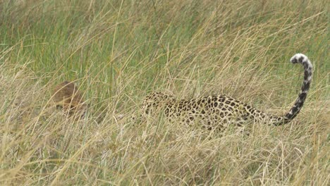 Leopard-killing-its-prey-in-high-grass-lechwe-baby-dying-on-the-Savannah
