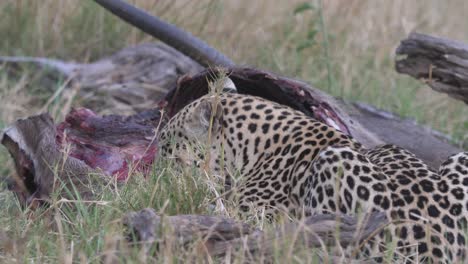 Leopard-laying-in-grass-with-a-dead-waterbuck,-bothered-by-flies-after-a-successful-hunt