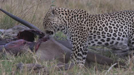 Leopard-bites-pieces-of-meat-from-dead-waterbuck