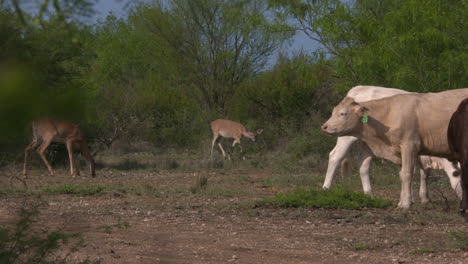 Weißwedelhirsche-Und-Kühe-In-Texas