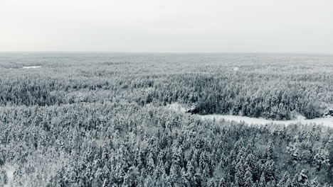 Aerial,-descending,-drone-shot,-above-endless-winter-forest-and-snow,-covered-trees,-on-a-overcast-day,-in-Nuuksio-national-park,-Uusimaa,-Finland