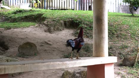 Curious-confident-rooster-walking,-strutting-on-garden-wooden-bench