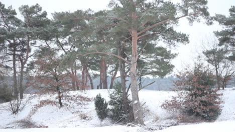 Small-group-of-trees-in-snow-covered-natural-park