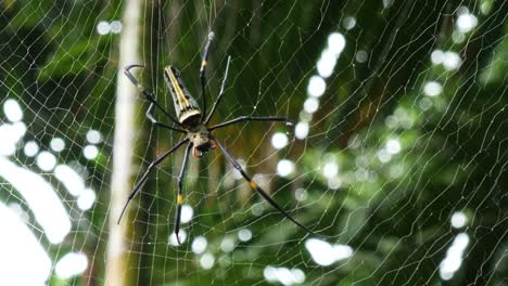 Giant-golden-orbweaver-or-Nephila-Pilipes-walking-in-his-web