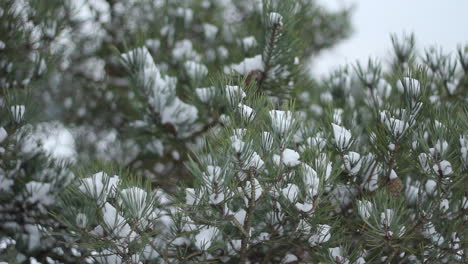 Slow-pan-over-snow-covered-pine-tree-tops