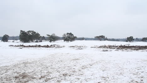 Snow-covered-sanddunes-with-trees