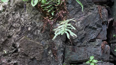 Antigua-Estructura-De-Piedra-Con-Vegetación-Que-Crece-En-Las-Grietas
