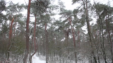 Tilt-and-pan-up-to-treetops-in-snow-covered-forest