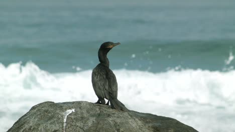 Der-Schwarze-Kormoranvogel-Auf-Dem-Felsen-Flog-Dann-über-Die-Meereswellen-Davon