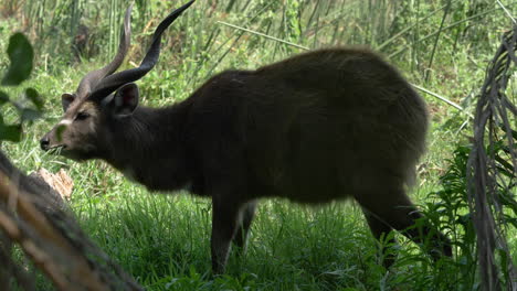 Antilope-Grübelt-über-Gras-Im-Wald,-Wind-Bewegt-Die-Verschwommenen-Blätter-Im-Vordergrund