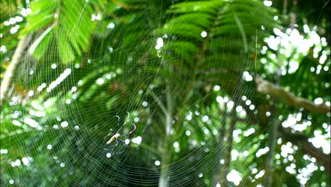 A-Golden-Silk-Orb-weaver-making-his-web-TIME-LAPSE