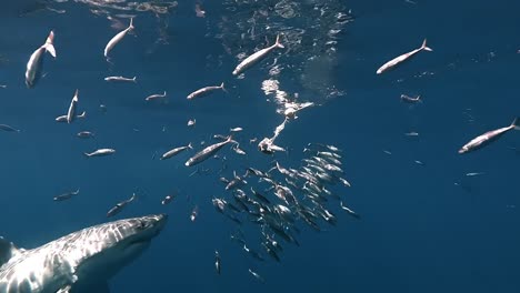 Great-White-shark-attacking-tuna-head-bait-surrounded-by-sardine-fish