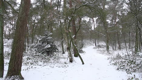 Pan-of-snow-covered-hiking-trail-in-forest