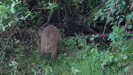 Seltene-Sitatunga,-Marschbockantilope,-Die-Von-Kleinen-Bäumen-In-Den-Wäldern-Afrikas-Weidet