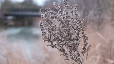 Close-up-of-seeds-on-a-tall-grass-stalk-gently-blowing-in-a-winter-breeze