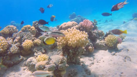 Slow-motion-underwater-scene-of-mixed-tropical-fish-swim-near-a-coral-reef