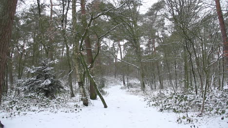 Kippen-Sie-Von-Den-Baumwipfeln-Im-Schneebedeckten-Wald-Herunter-Und-Enthüllen-Sie-Den-Wanderweg