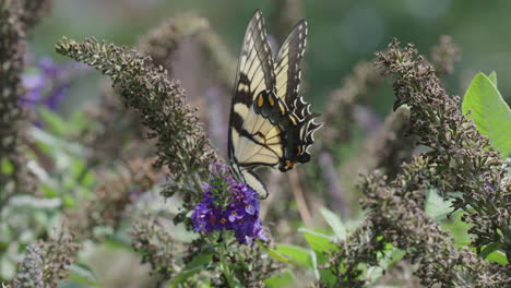 Monarchfalter-Bestäubt-Blume-Und-Fliegt-Davon