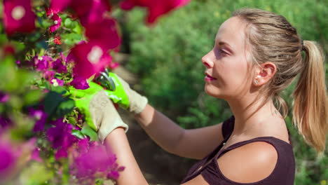 Blonde-female-working-in-garden,-trimming-purple-flower-hedges-on-a-beautiful-day