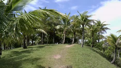 Top-of-paradise-hillside-full-of-palm-trees-gently-blowing-in-wind-against-blue-skies