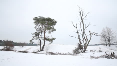 Pan-past-dead-tree-in-snow-covered-natural-park
