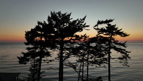 Aerial-view-of-silhouetted-trees-overlooking-the-Pacific-Ocean-sunset