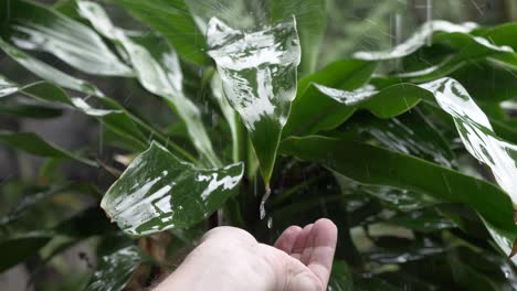 Hand-catching-water-from-the-rain-falling-off-a-plant