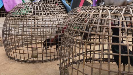Panning-low-angle-view-of-chickens-inside-metal-domed-cages-with-not-much-room