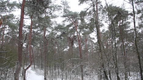 Tilt-and-pan-down-from-treetops-in-snow-covered-forest