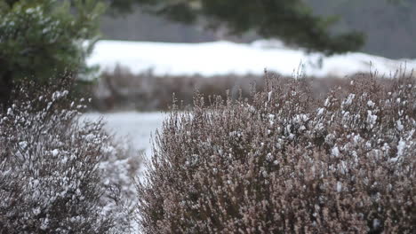 Pan-of-snow-covered-bushes-in-natural-park