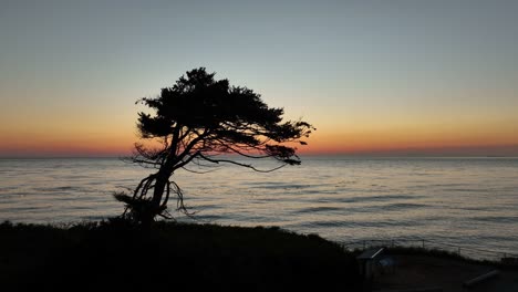 Umlaufende-Luftaufnahme-Eines-Einzigartigen-Baumes-Mit-Einem-Wunderschönen-Warmen-Sonnenuntergang-Im-Hintergrund