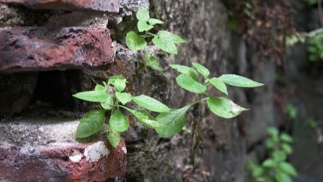 Panning-shot-of-vegetation-growing-out-of-weathered-brickwork