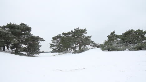 Pan-of-trees-in-snow-covered-hilly-area---right-to-left