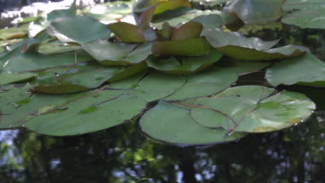 Seerosenblätter-Auf-Einem-Teich