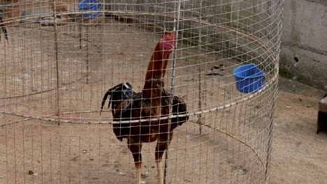 Single-chicken-in-domed-metal-feeding-cage-looking-curiously-at-camera