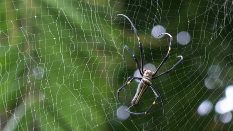 Giant-golden-orbweaver-or-Nephila-Pilipes-repairing-his-web