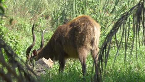Unverdächtige-Antilope,-Die-An-Einem-Sonnigen-Tag-Im-Wald-Weidet