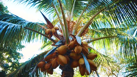 Parallax-shot-of-a-bunch-of-coconuts-on-a-colourful-palm-tree-on-a-sunny-tropical-island