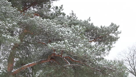 Snow-covered-pine-tree-branches