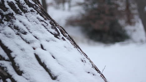 Snow-covered-tree-bark---locked-shot