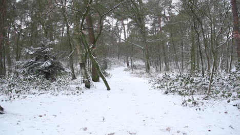 Snow-covered-hiking-trail-in-forest